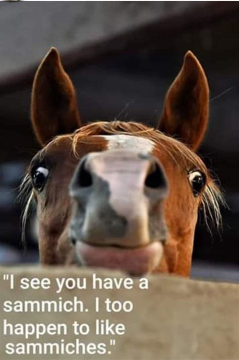 funny horse pics|Funny Horse Photos, Images & Pictures